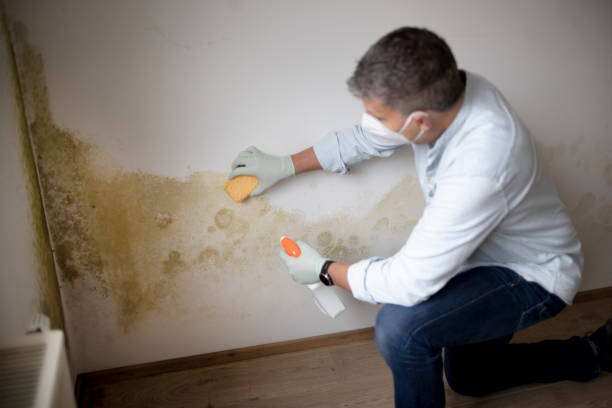 Best Residential Mold Inspection & Testing  in Silver Creek, NY