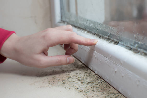 Best Basement Mold Removal  in Silver Creek, NY
